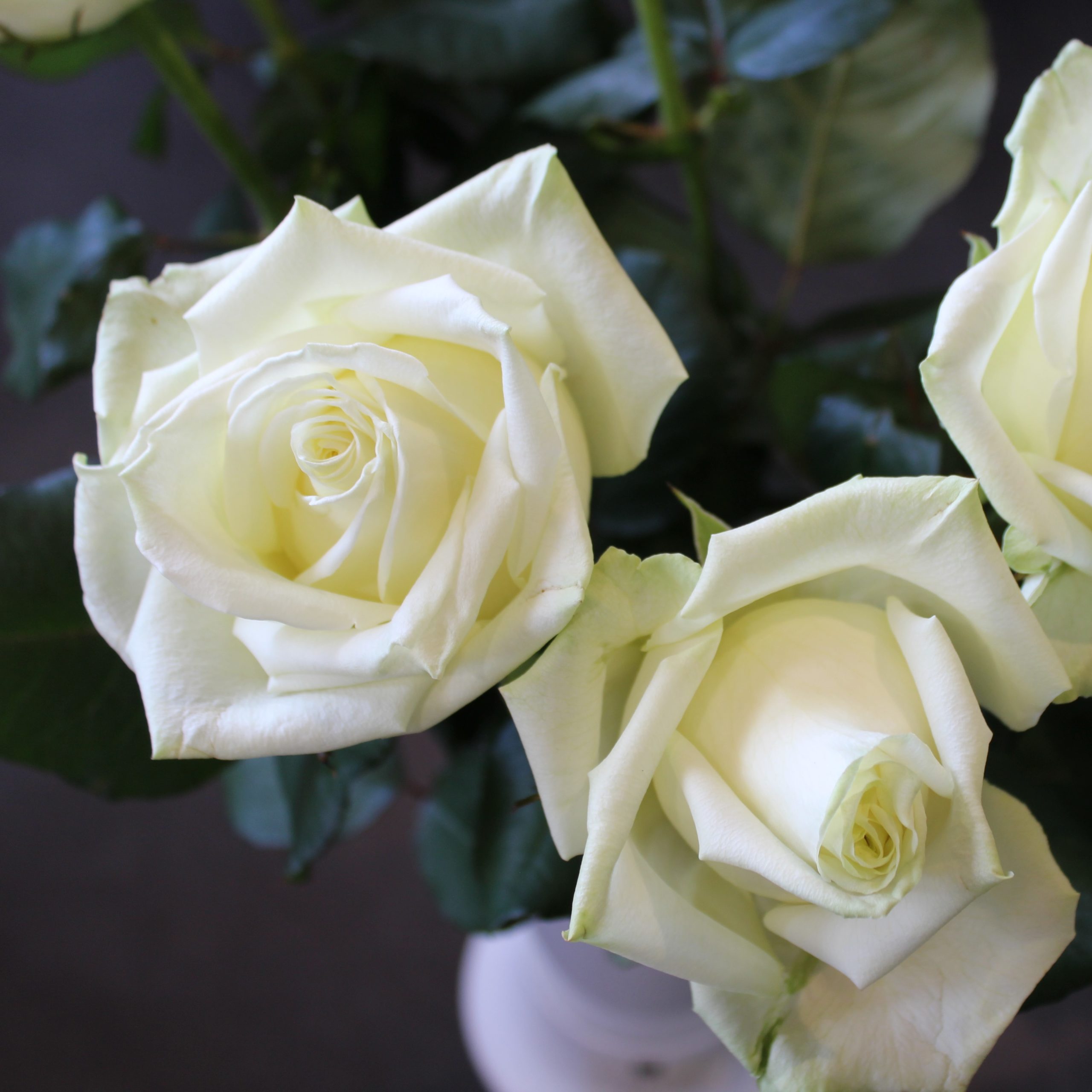 Rose blanche - KatelFlora - Pleuven